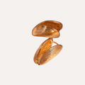 NOSARA Gold Sea Shell Hooped Earrings